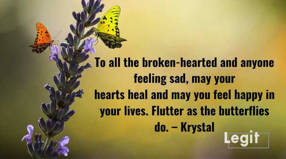 butterfly poem butterfly poem