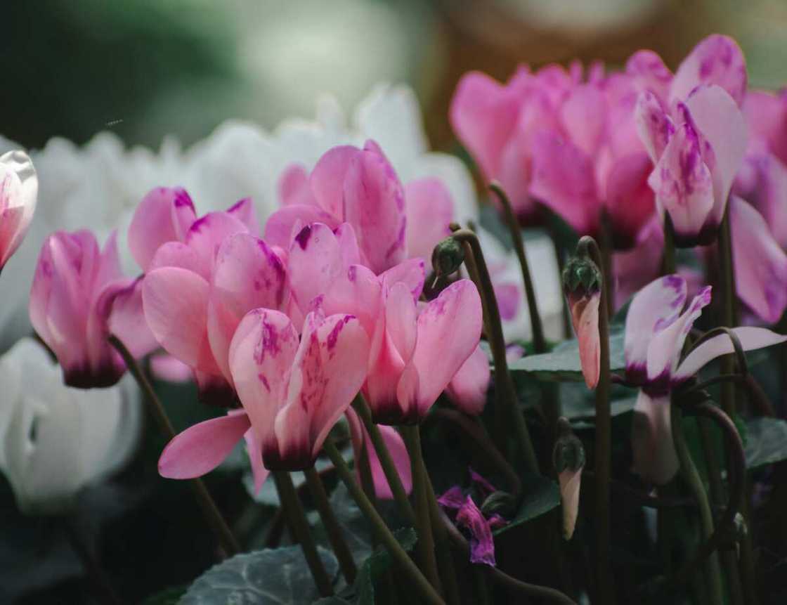 A close-up shot of pink and white cyclamen flowers A close-up shot of pink and white cyclamen flowers