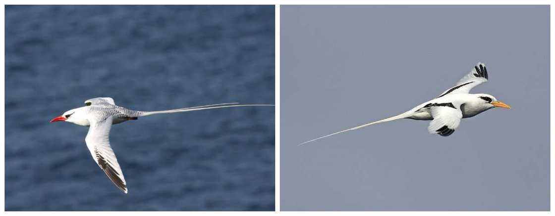 Phaethontiformes types Phaethontiformes types