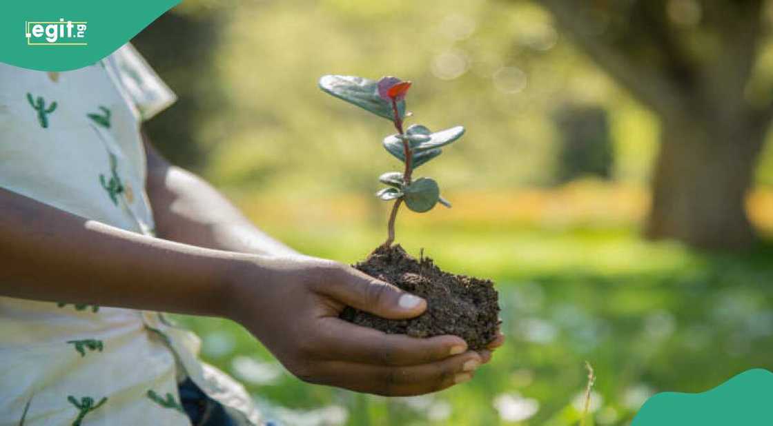 Shuka bishiyoyi zai taimaka wajen gayara muhalli Shuka bishiyoyi zai taimaka wajen gayara muhalli