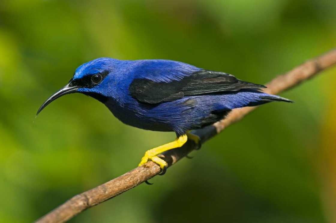 Purple honeycreeper perched on a thin branch