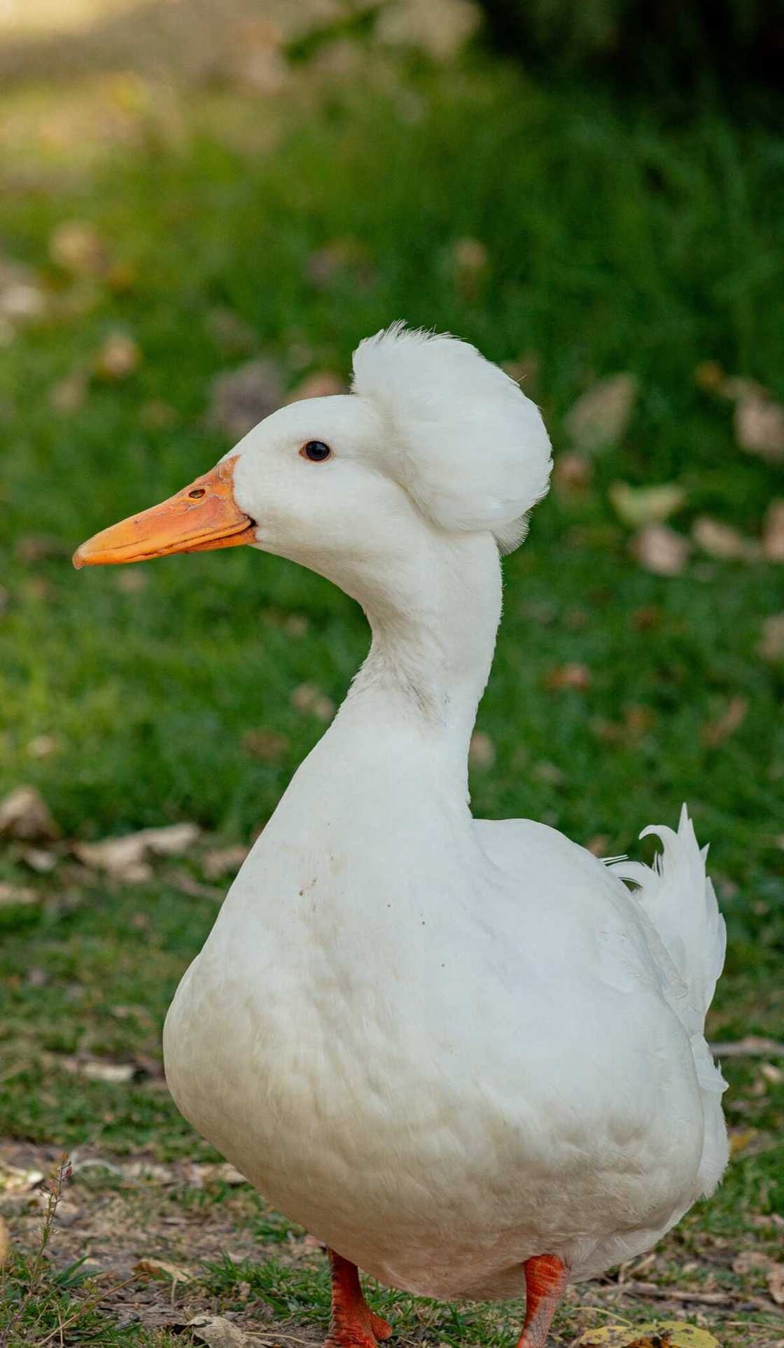 Names for ducks