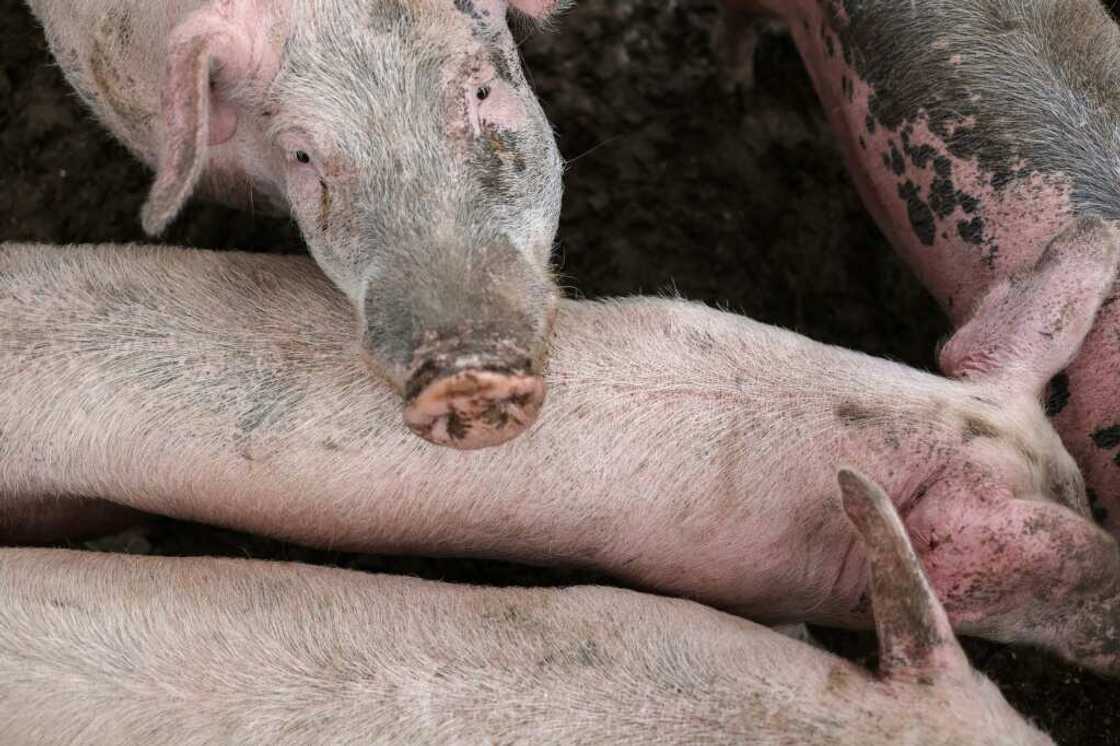 California's law regulates conditions in which pigs may be raised California's law regulates conditions in which pigs may be raised
