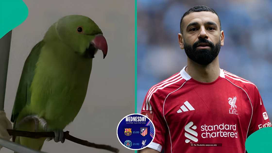 Parrot correctly predicted Nigeria beats Algeria, now predicts PSG vs Liverpool