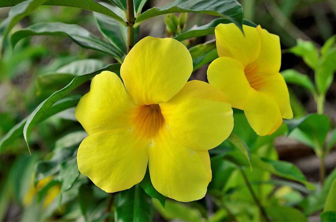 The beautiful flower of yellow Alamanda in the garden The beautiful flower of yellow Alamanda in the garden