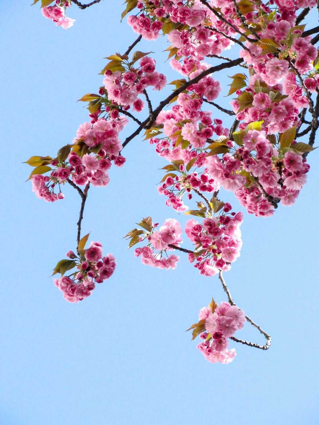 popular Japanese girl names popular Japanese girl names