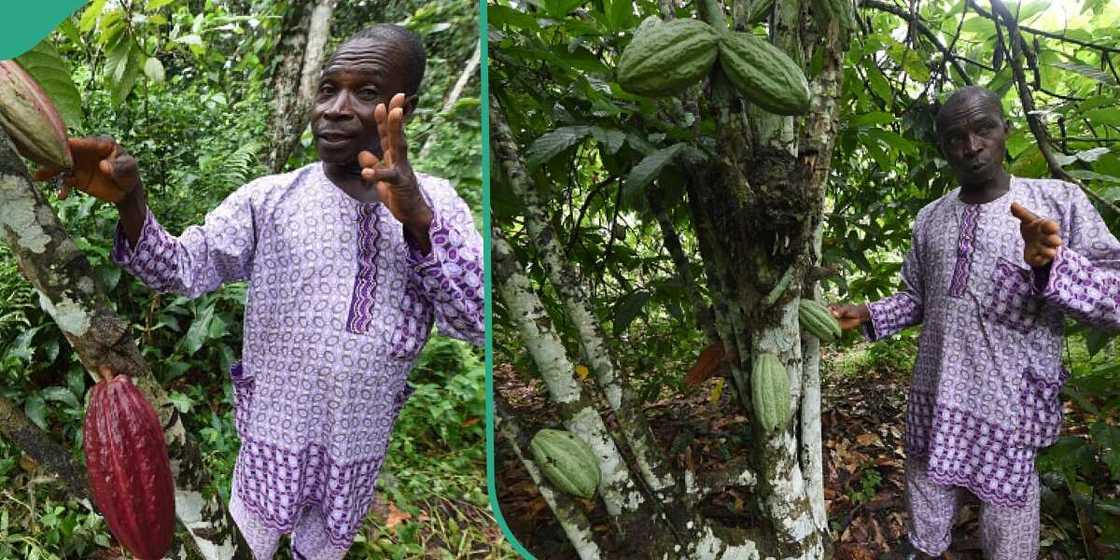 Amid economic hardship, Nigerian family reportedly make N10 million from selling cocoa Amid economic hardship, Nigerian family reportedly make N10 million from selling cocoa