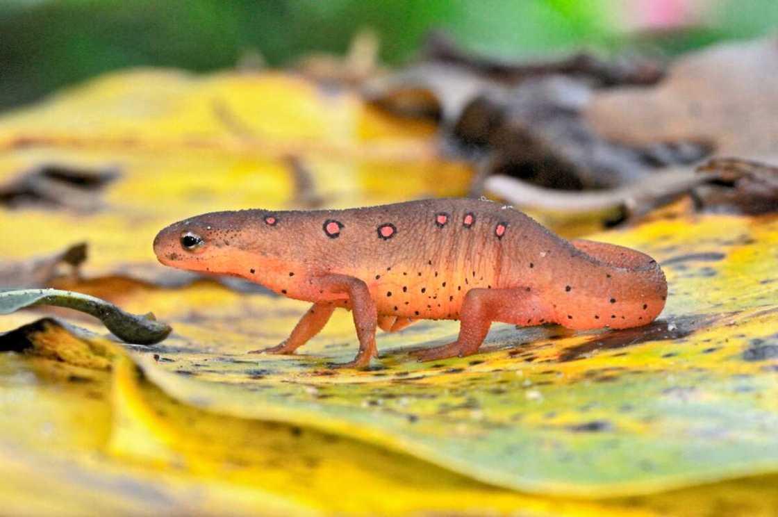 Eastern Newt on a leaf