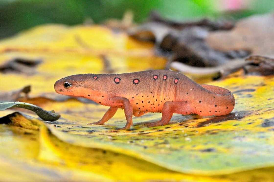 Eastern Newt on a leaf Eastern Newt on a leaf