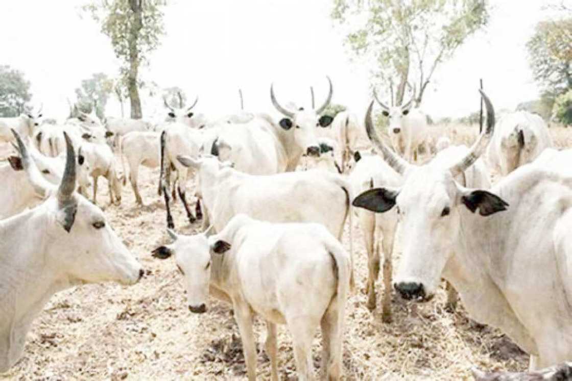 Shanun Kiwo Shanun Kiwo