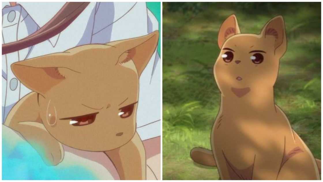 cats from anime cats from anime