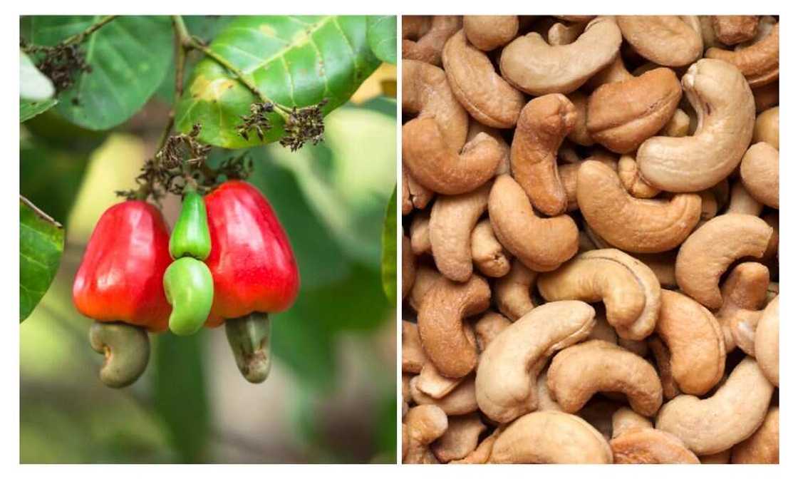 Cashew, NEPC