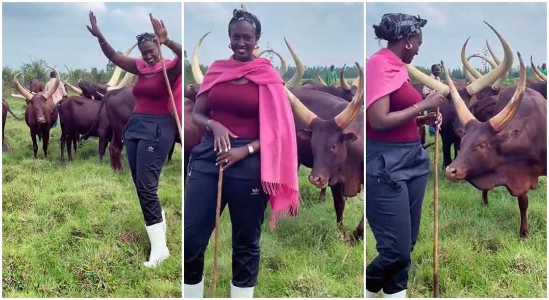 Photos of a tall black lady in the mids of cows. Photos of a tall black lady in the mids of cows.