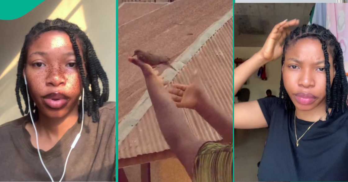 Nigerian lady recounts her experience and that of her roommate after their experience with a bird in a viral TikTok video. Nigerian lady recounts her experience and that of her roommate after their experience with a bird in a viral TikTok video.