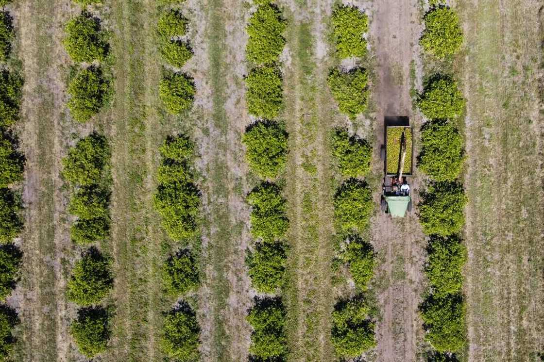 A tractor carrying citrus drives through a farm in Arcadia, Florida, on March 14, 2023 A tractor carrying citrus drives through a farm in Arcadia, Florida, on March 14, 2023