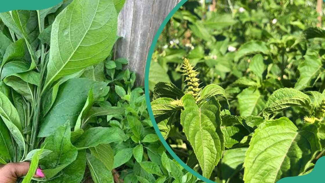 Up-close shots of bitter and scent leaves