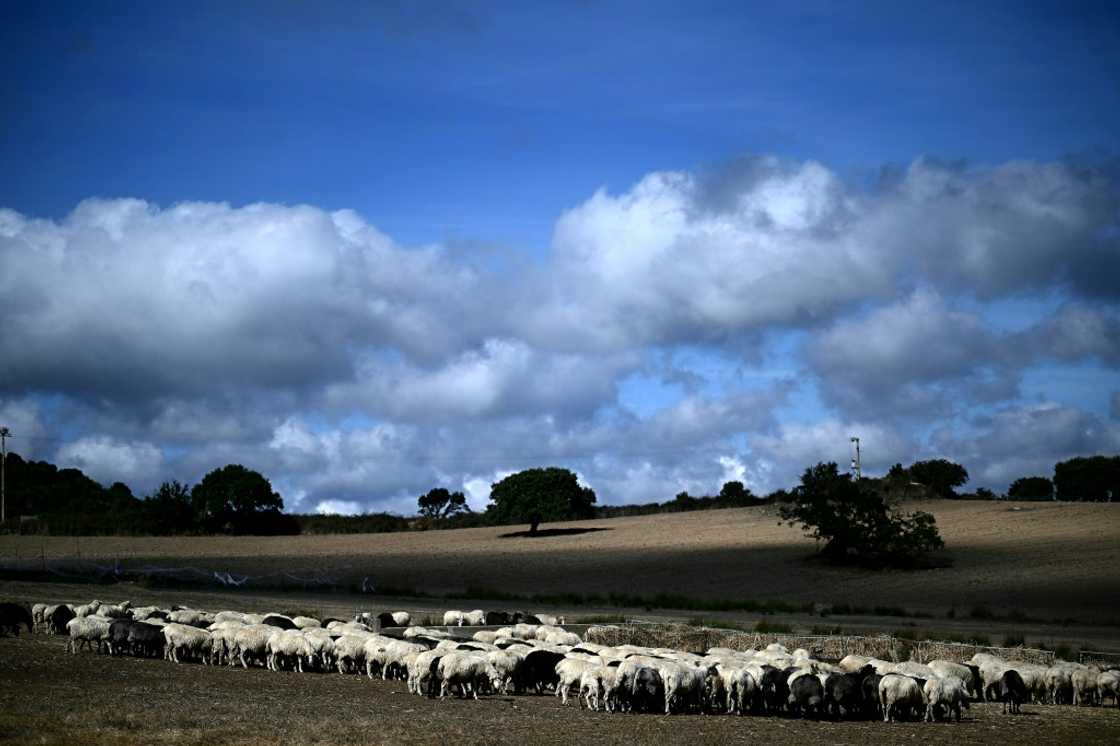 Sardinia is home to nearly half the sheep in Italy Sardinia is home to nearly half the sheep in Italy