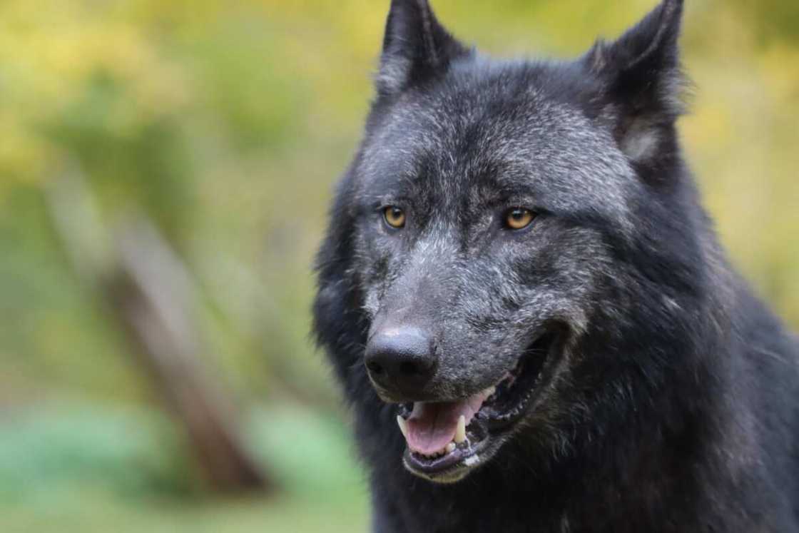 What are some evil wolf names? What are some evil wolf names?