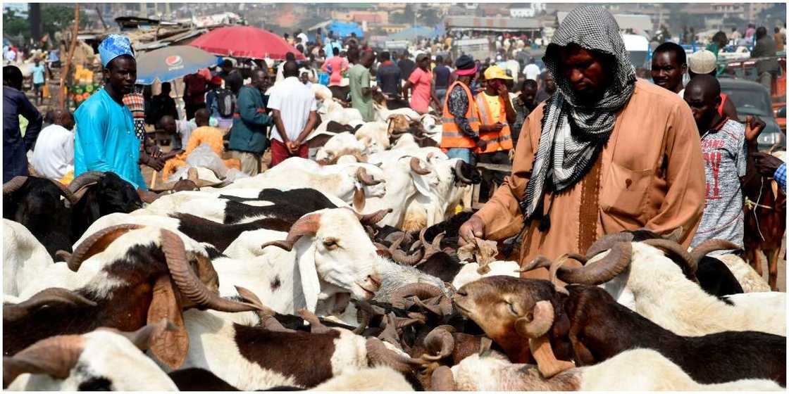 Miyetti Allah Says Cow May Cost N2 million in Lagos State Over Anti-open Grazing Bill Miyetti Allah Says Cow May Cost N2 million in Lagos State Over Anti-open Grazing Bill