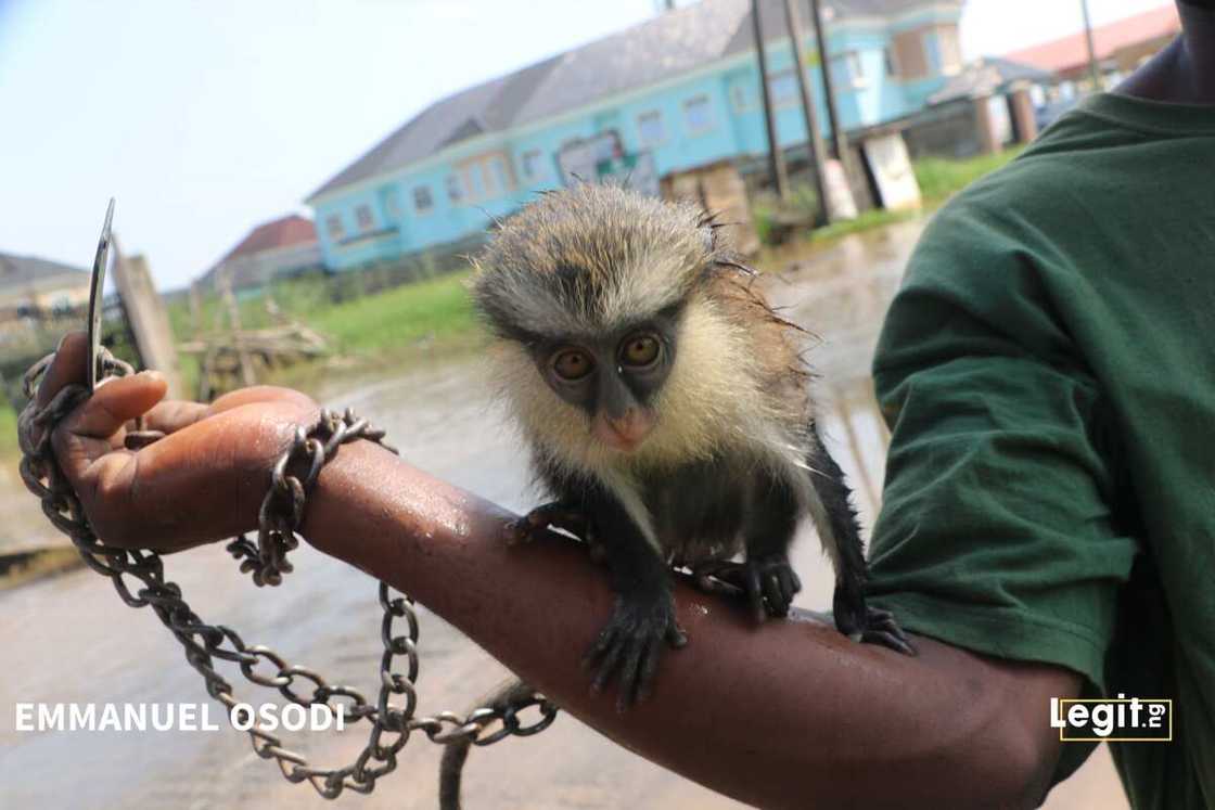 Crocodiles, wild animals invade Ogun community Crocodiles, wild animals invade Ogun community