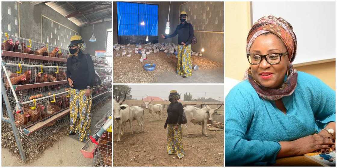 Governor's Wife Show Off Her Livestock Farms, Photos Generate Mixed Reactions Among Nigerians Governor's Wife Show Off Her Livestock Farms, Photos Generate Mixed Reactions Among Nigerians