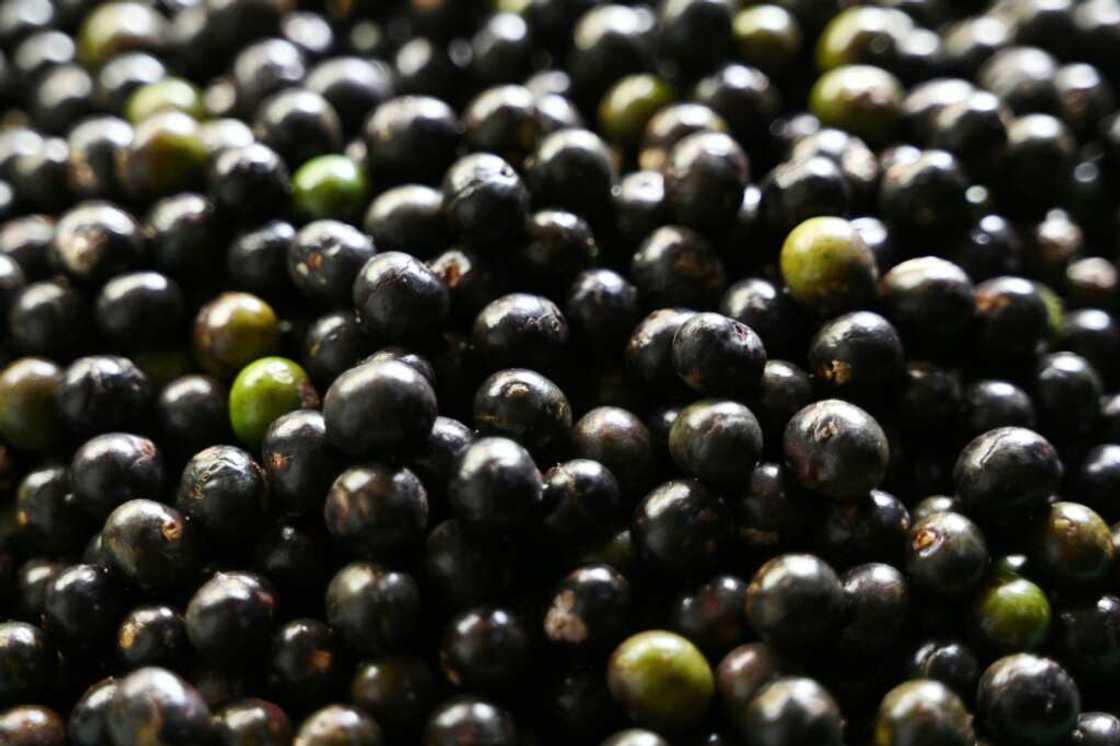 Brazilian exports of acai and its derivatives surged from 60 kilograms in 1999 to more than 15,000 tonnes in 2021 Brazilian exports of acai and its derivatives surged from 60 kilograms in 1999 to more than 15,000 tonnes in 2021