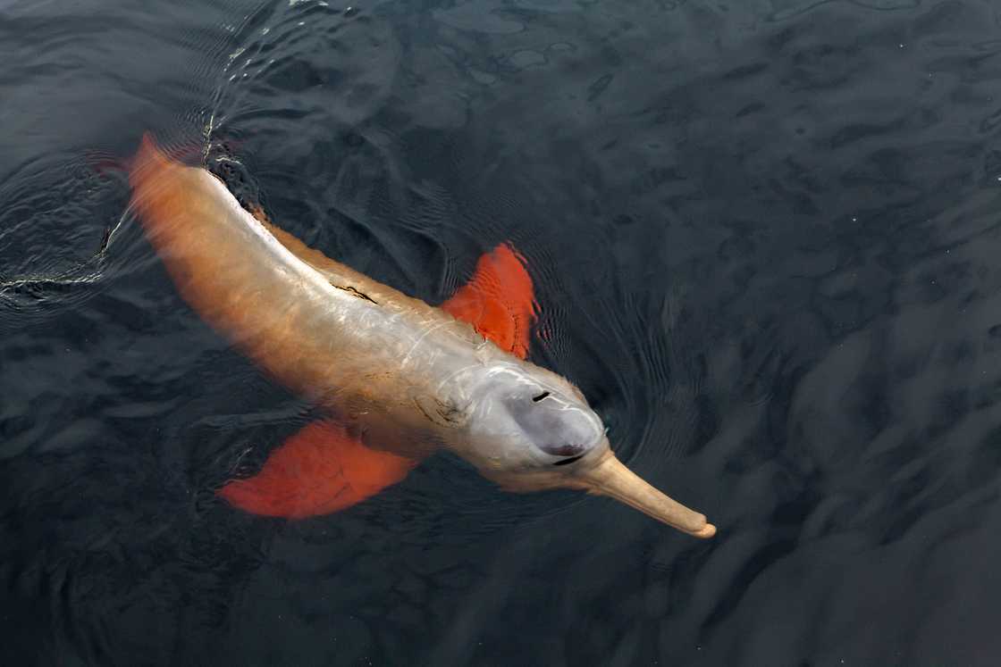 A rare pink dolphin is swimming in the river in the Brazilian Amazon.