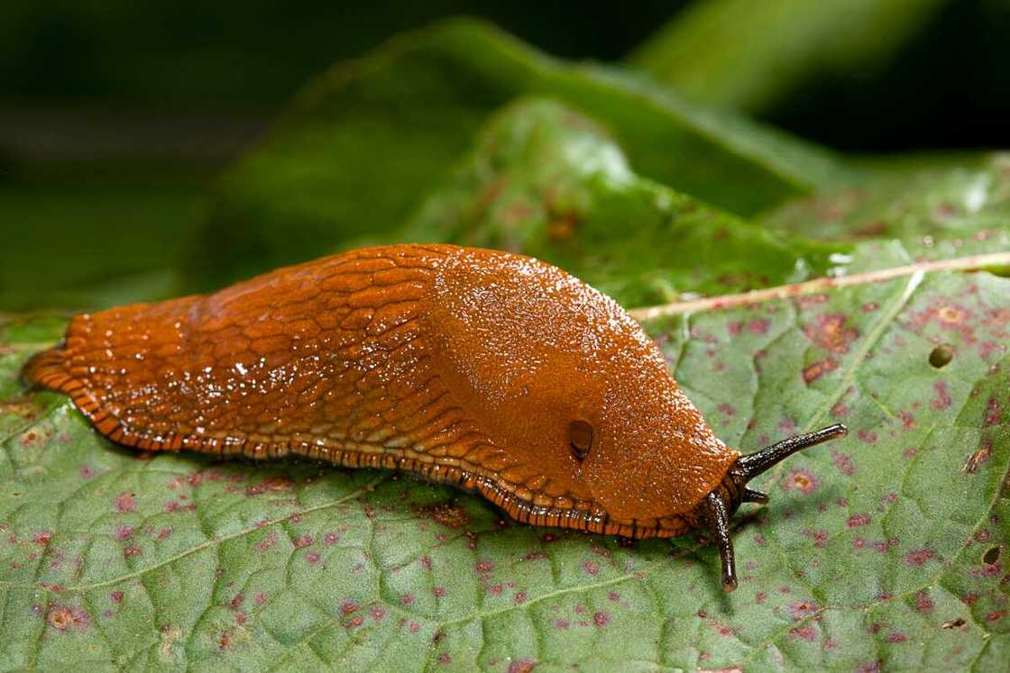 Red slug Red slug