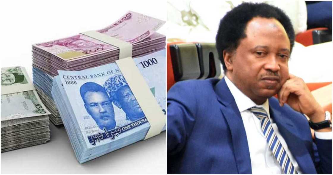 Senator Shehu Sani, CBN, fuel scarcity, naira scarcity, PDP, Nigerian youths, 2023 general election