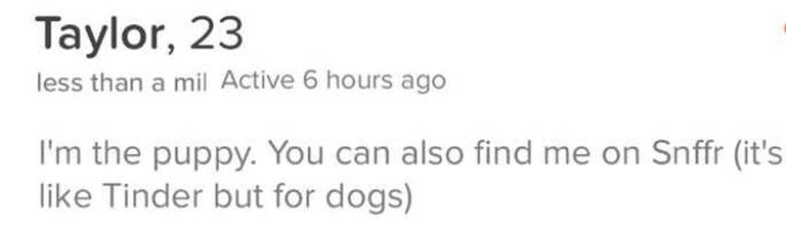 tinder bios, funny bios tinder bios, funny bios