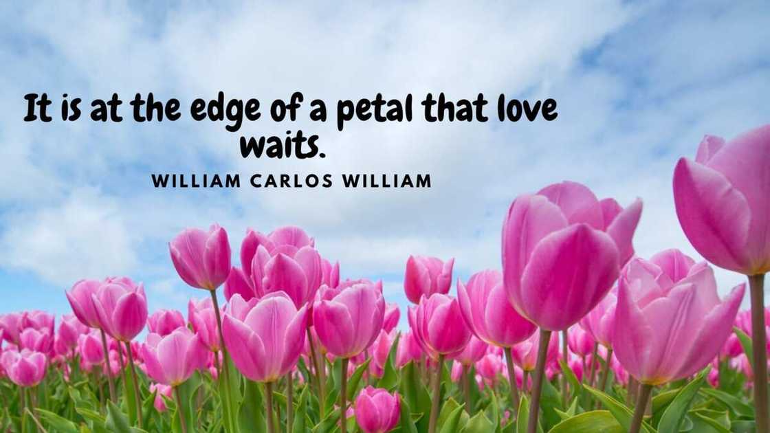 flowers quotes flowers quotes