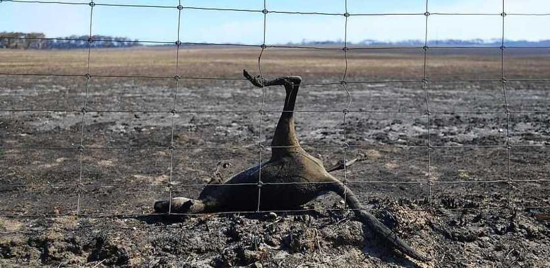 Over 1 billion animals killed as Australia's bushfires rage on Over 1 billion animals killed as Australia's bushfires rage on