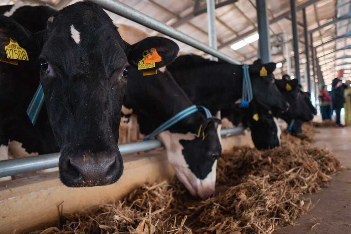 Arla Farm: Kaduna State Government lauds Arla Foods on Its Investment in the Local Dairy Sector Arla Farm: Kaduna State Government lauds Arla Foods on Its Investment in the Local Dairy Sector