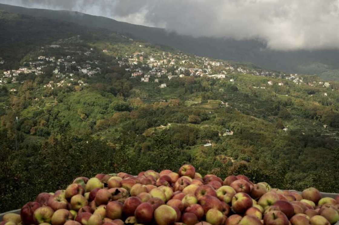 The area's Zagorin apples  have since 1996 carried a protected European designation of origin label The area's Zagorin apples  have since 1996 carried a protected European designation of origin label