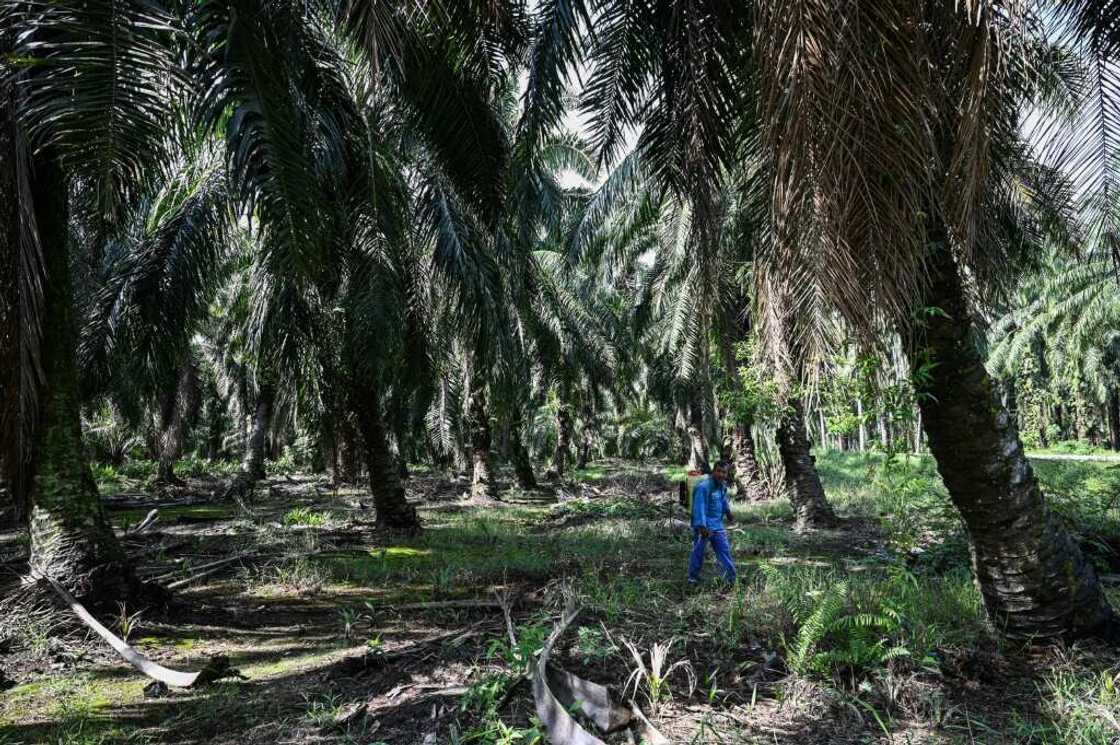 Producers from Malaysia's palm oil industry welcomed the delay of the EU's anti-deforestation rules Producers from Malaysia's palm oil industry welcomed the delay of the EU's anti-deforestation rules