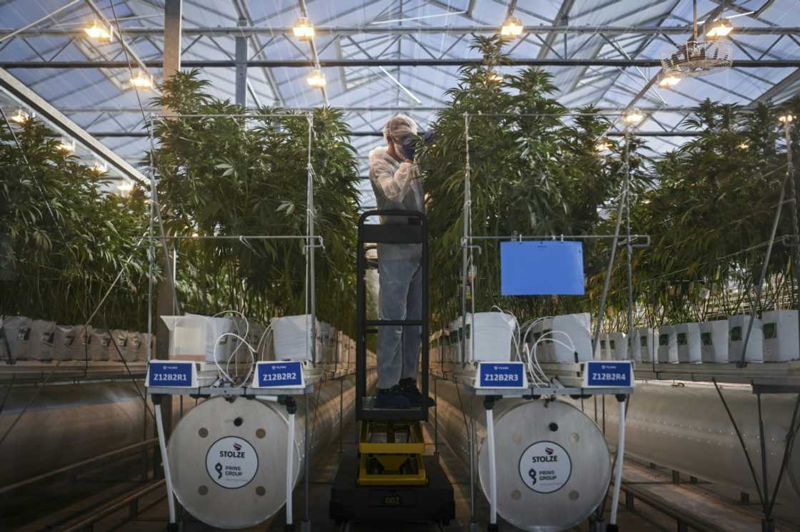 Inside a greenhouse at the Canadian multinational Tilray's farm in Cantanhede, Portugal