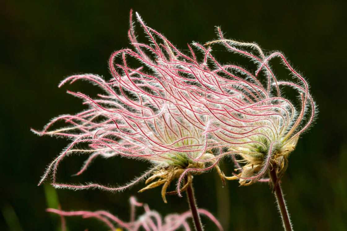 Prairie smoke flowers resemble a moving cloud of smoke