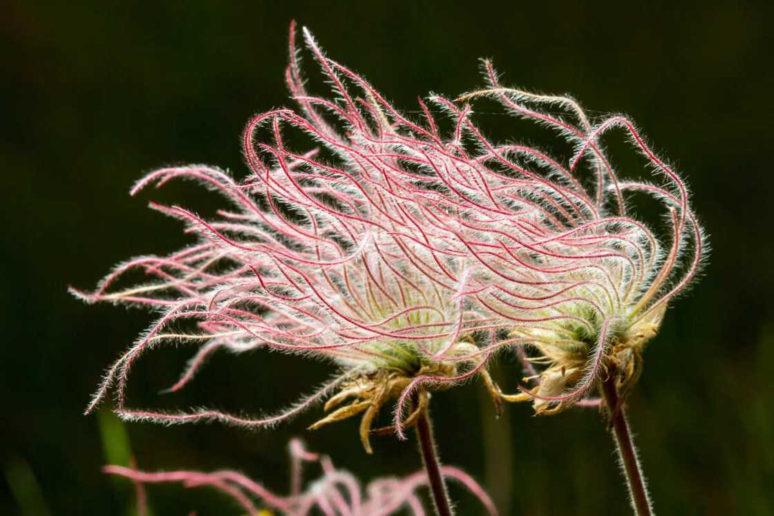 Prairie smoke flowers resemble a moving cloud of smoke Prairie smoke flowers resemble a moving cloud of smoke