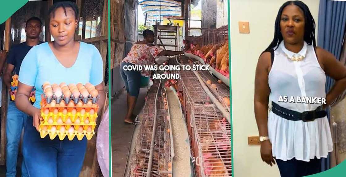 Lady who dumped her bank job and turned her home into a farm makes it Lady who dumped her bank job and turned her home into a farm makes it