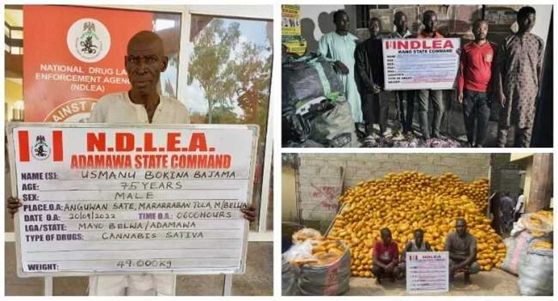 Hukumar NDLEA Hukumar NDLEA