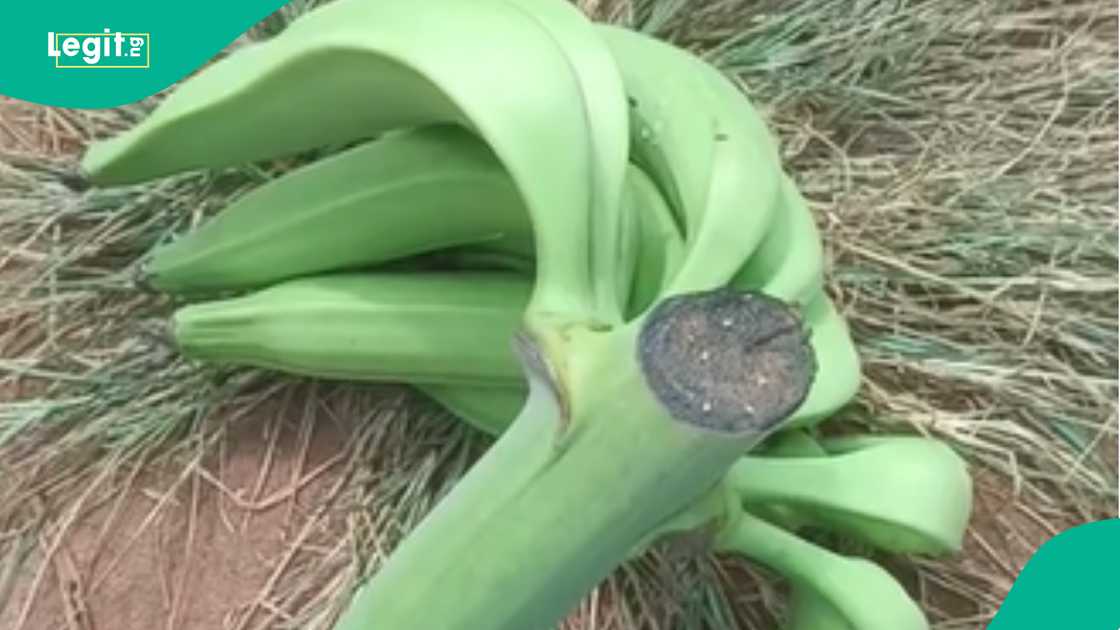 Nigerian man shows his plantain after a part of it was stolen.