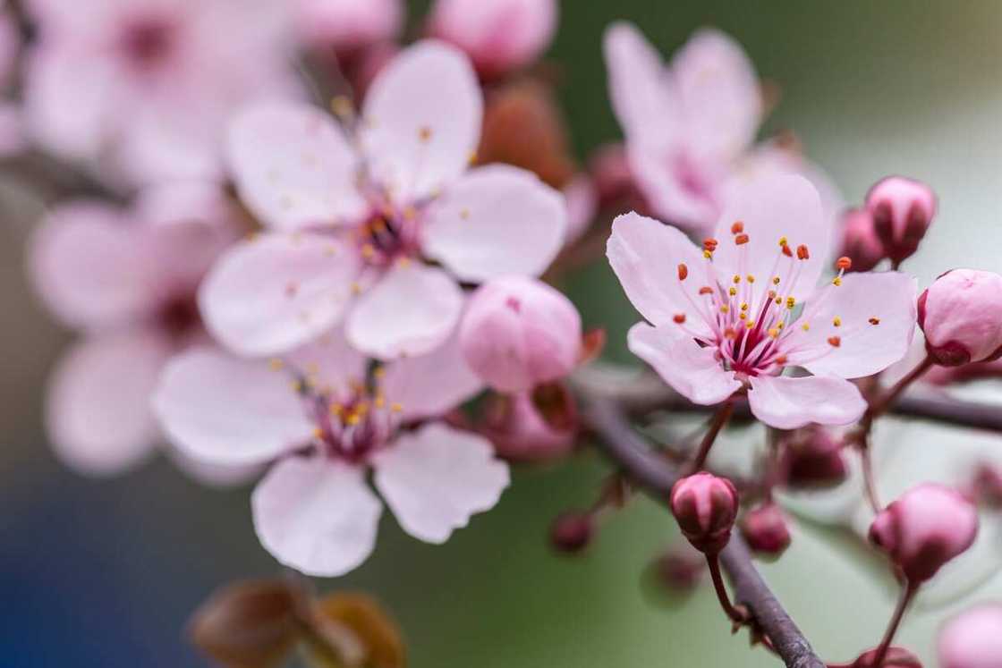 Purple cherry blossom