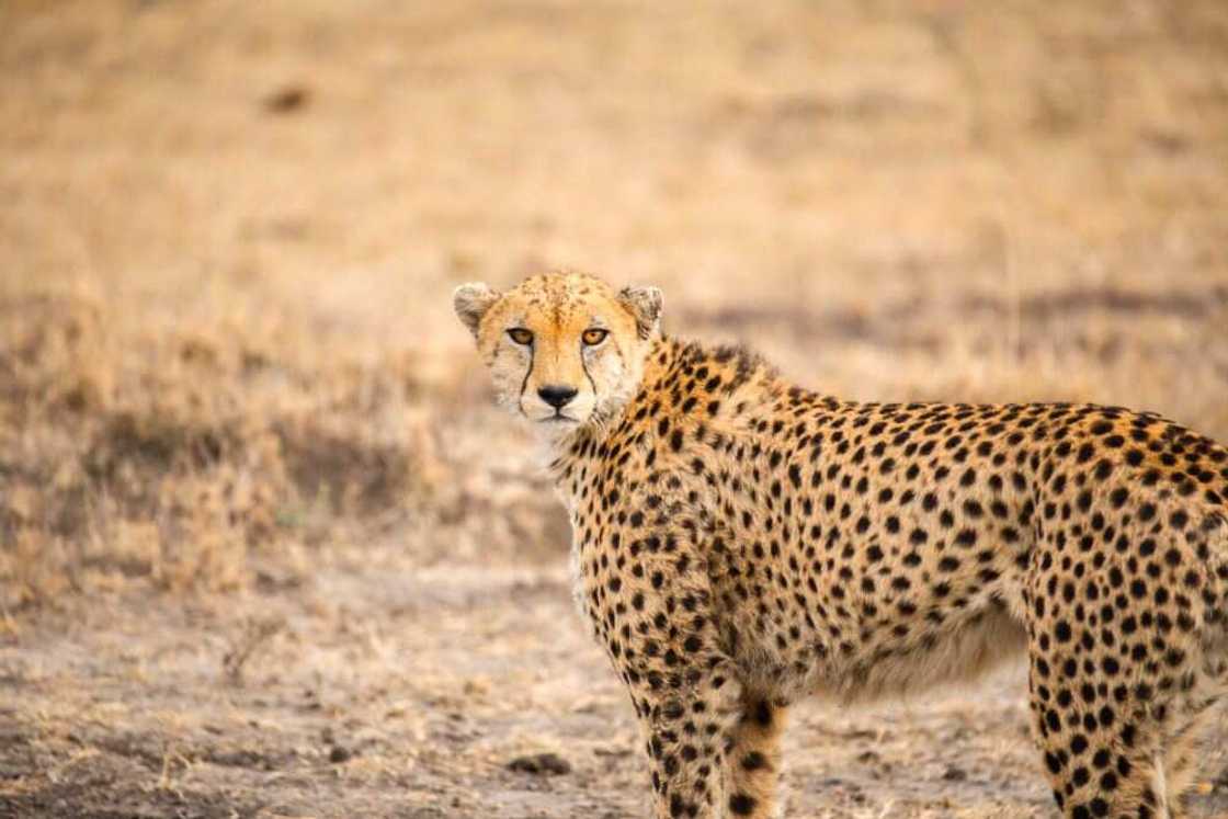 Safari with Xiaomi Winners Experience the Iconic African Wilderness the Maasai Mara Safari with Xiaomi Winners Experience the Iconic African Wilderness the Maasai Mara