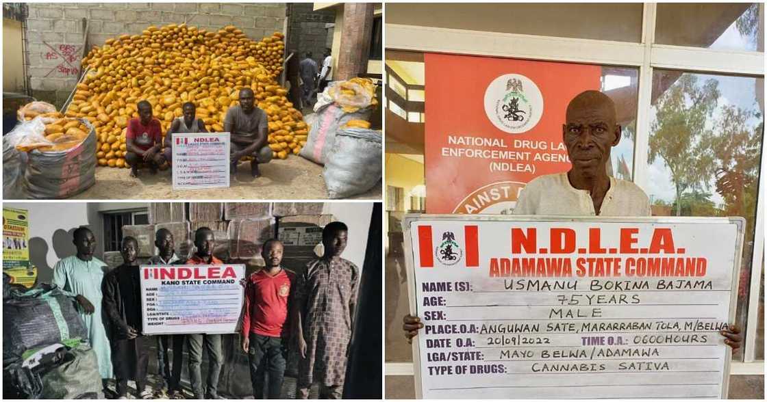 NDLEA, Lagos state, Adamawa state NDLEA, Lagos state, Adamawa state