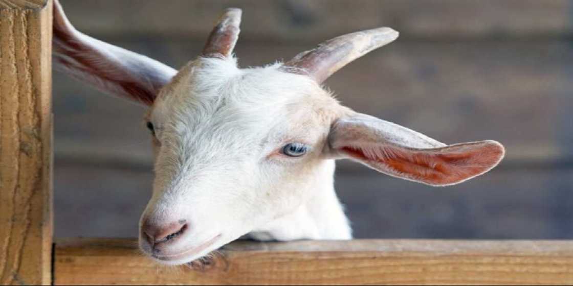 Rigima a kan mahaifin akuyoyi: Mai akuya ta maka makwabcinta a kotu Rigima a kan mahaifin akuyoyi: Mai akuya ta maka makwabcinta a kotu