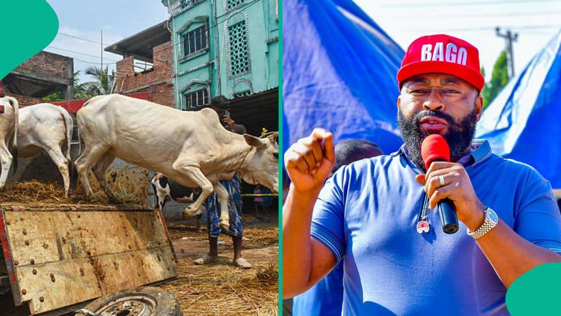 Ana kokarin loda shanu a mota domin tafiya da su wani gari