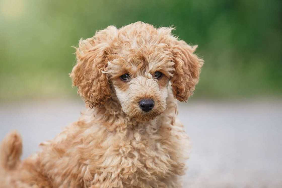 cutest puppy in the world cutest puppy in the world