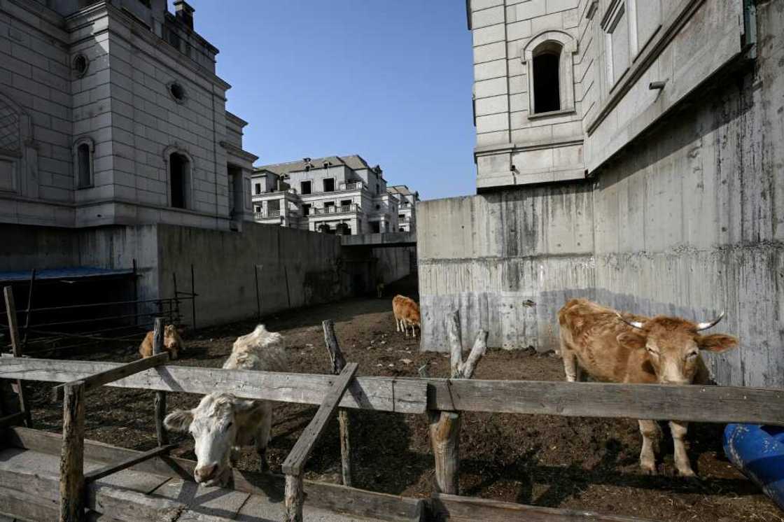Cattle near deserted villas of the State Guest Mansions project Cattle near deserted villas of the State Guest Mansions project