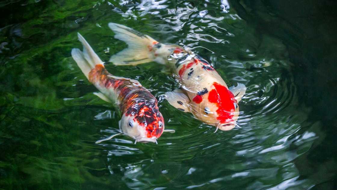 Two Koi fish pictured swimming in a pond.