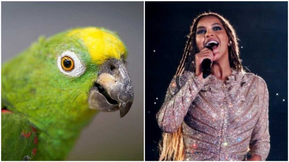 A collage of Beyonce and the parrot. Photo source: Guardian